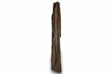 Permineralized Wood Covered In Sparkling Quartz - Germany #307007-2